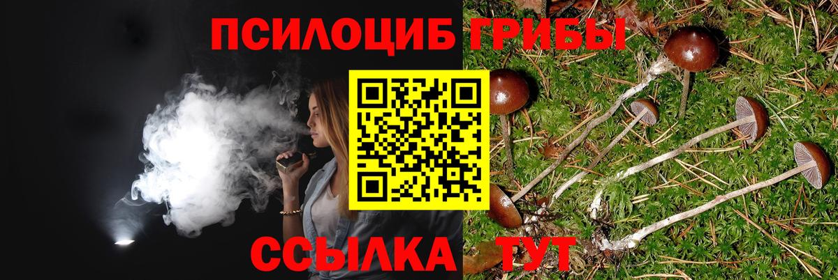 Псилоцибиновые грибы Magic Shrooms  Вичуга  купить наркоту  Галлюциногенные грибы Magic Shrooms 